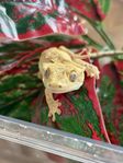 Ögonfransgeckos juveniler