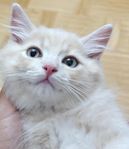kattunge
