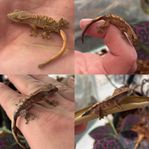 ögonfransgecko