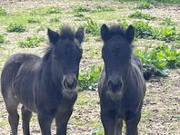 Årets Shetlandsföl