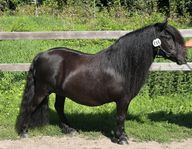 Elit premierat shetland sto