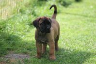 Cane Corso hane SKK reg 