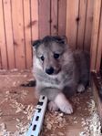 Väst Sibiriska Laika valpar 