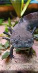 Axolotl 
