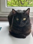 Ragdoll/Brittisk korthår 1år