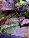 Gargoyle Gecko