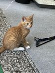 katt
