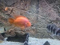 blood parrot ciklid 