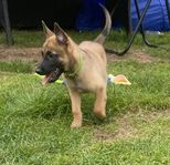 skk reg Malinois hanvalp 9 veckor