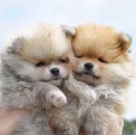 Pomeranian Valpar - Leveransklara från 9 augusti