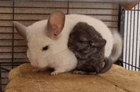 Chinchilla ungar