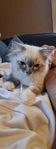 Ragdoll