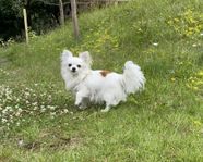 chihuahua tik skk 