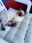 Ragdoll kattunge