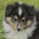 Shetland Sheepdog-hane, amerikansk stam
