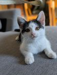 Kattunge