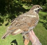 Uppstoppad Järpe (Tetrastes bonasia), skogshöna 