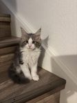 Maine coon  med stamtavlan 