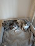 ragdoll/chinchilla