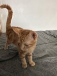 kattunge