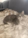 kattungar 