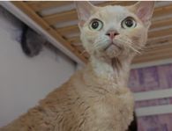Omplacering Devon Rex hona