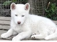 siberian husky valp till salu 