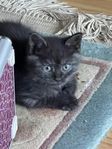 ovanlig mörk färg kattungen 