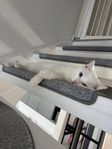 Vår älskade katt Sütlü söker nytt hem p.g.a. allergi