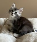 Main Coon tjejen Asta söker sin person . Har stamtavla 