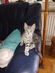kattunge