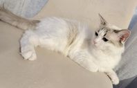 Ragdoll hona söker ny familj 