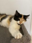 kattunge