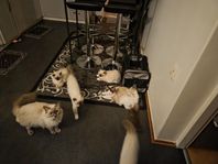 4 supersociala Ragdolltjejer med Stamtavla