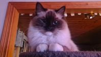 Ragdoll med stamtavla