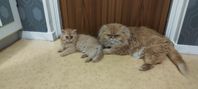 kattungar 