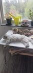 hon kat