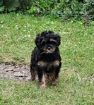 Cavapoo Toy tikvalp.
