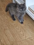 kattunge blå/ grå långhårig 