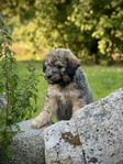 Aussiedoodle hane 10 veckor