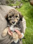 Aussiedoodle tik 10 veckor