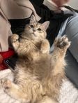Katt