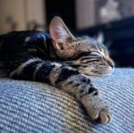 Bengal/Huskatt 2,5 år