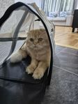 Perser katt