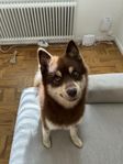Pomsky akut omplacering 