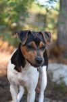 2 unghundar av rasen terrier brasileiro söker egna familjer