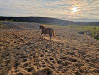 Medryttare/gårdshjälp sökes – utanför Halmstad