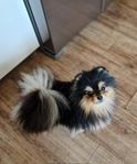 pomeranians