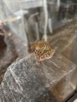 leopardgecko 