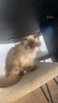Birma/ragdoll hona